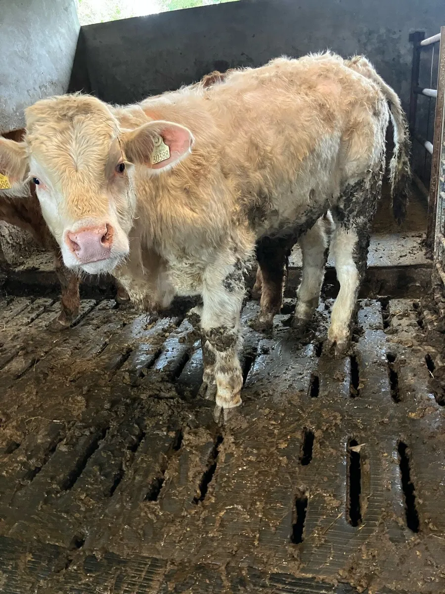 Weanling bulls - Image 3