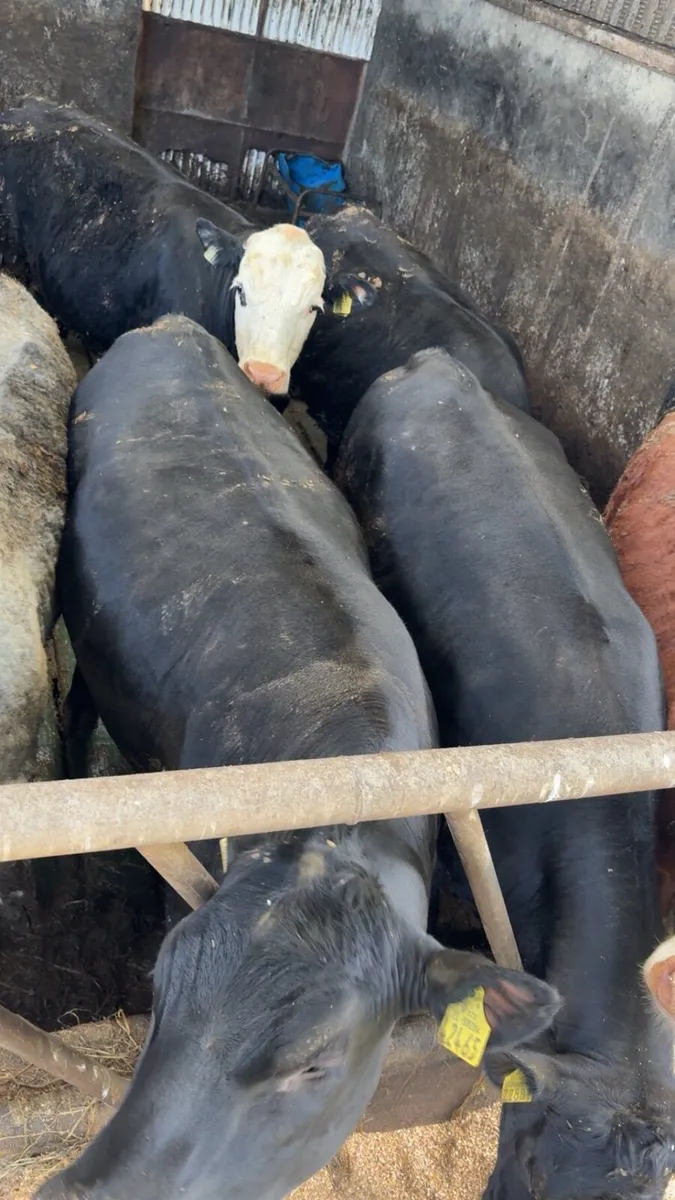 Butcher heifers / factory cattle - Image 2