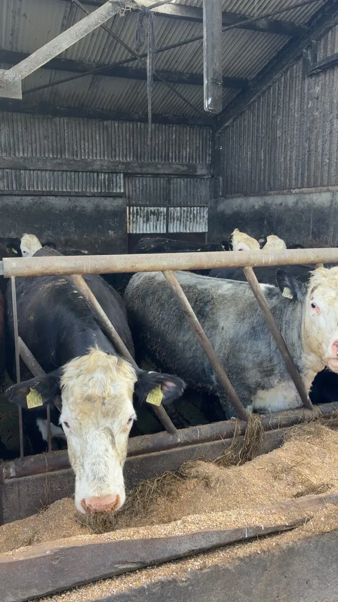 Butcher heifers / factory cattle - Image 3