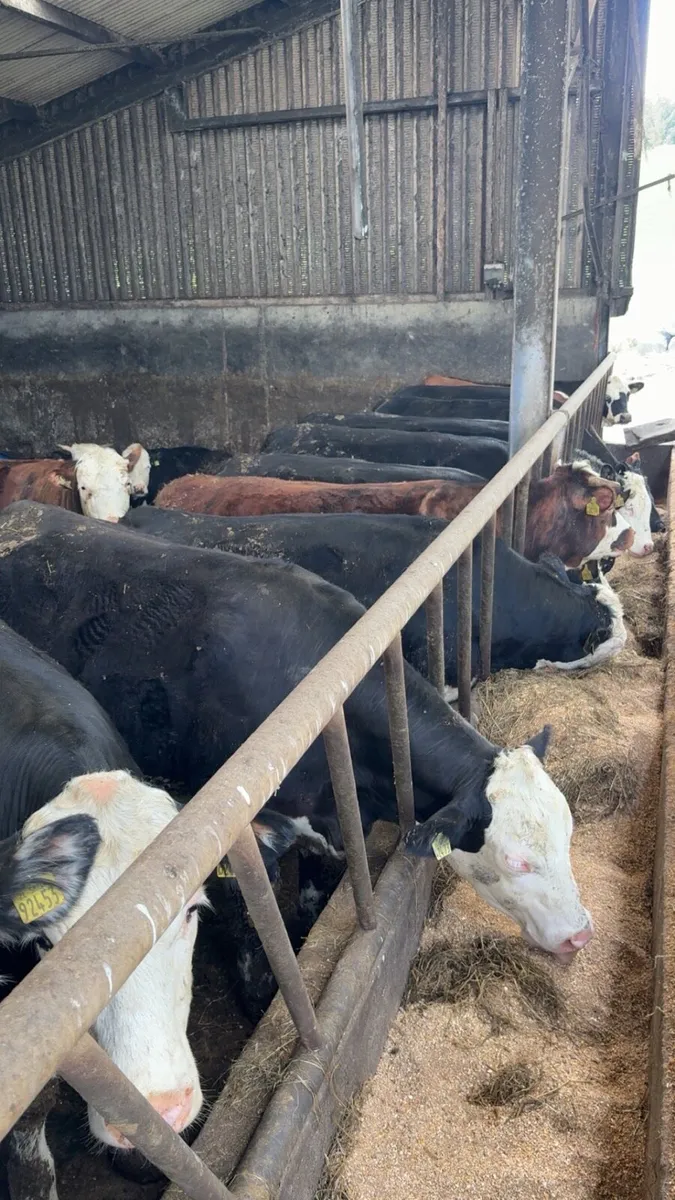 Butcher heifers / factory cattle - Image 1