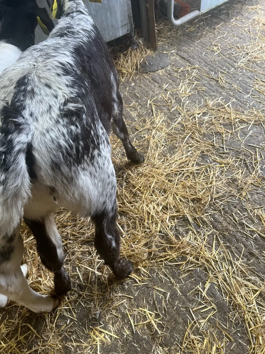 Spekal park heifer calf for sale - Image 1