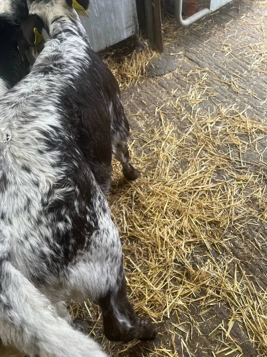 Spekal park heifer calf for sale - Image 2
