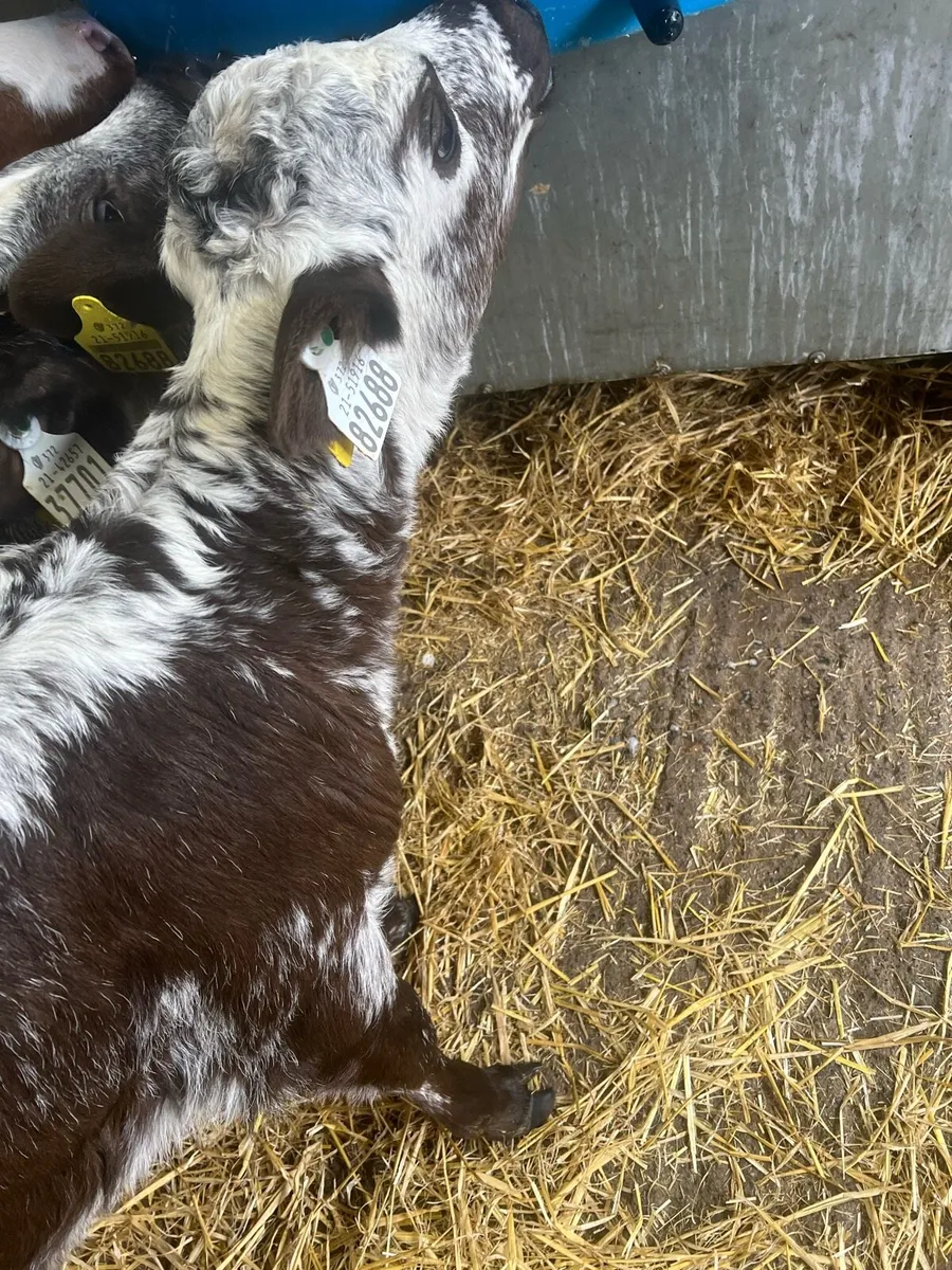 Spekal park heifer calf for sale - Image 3