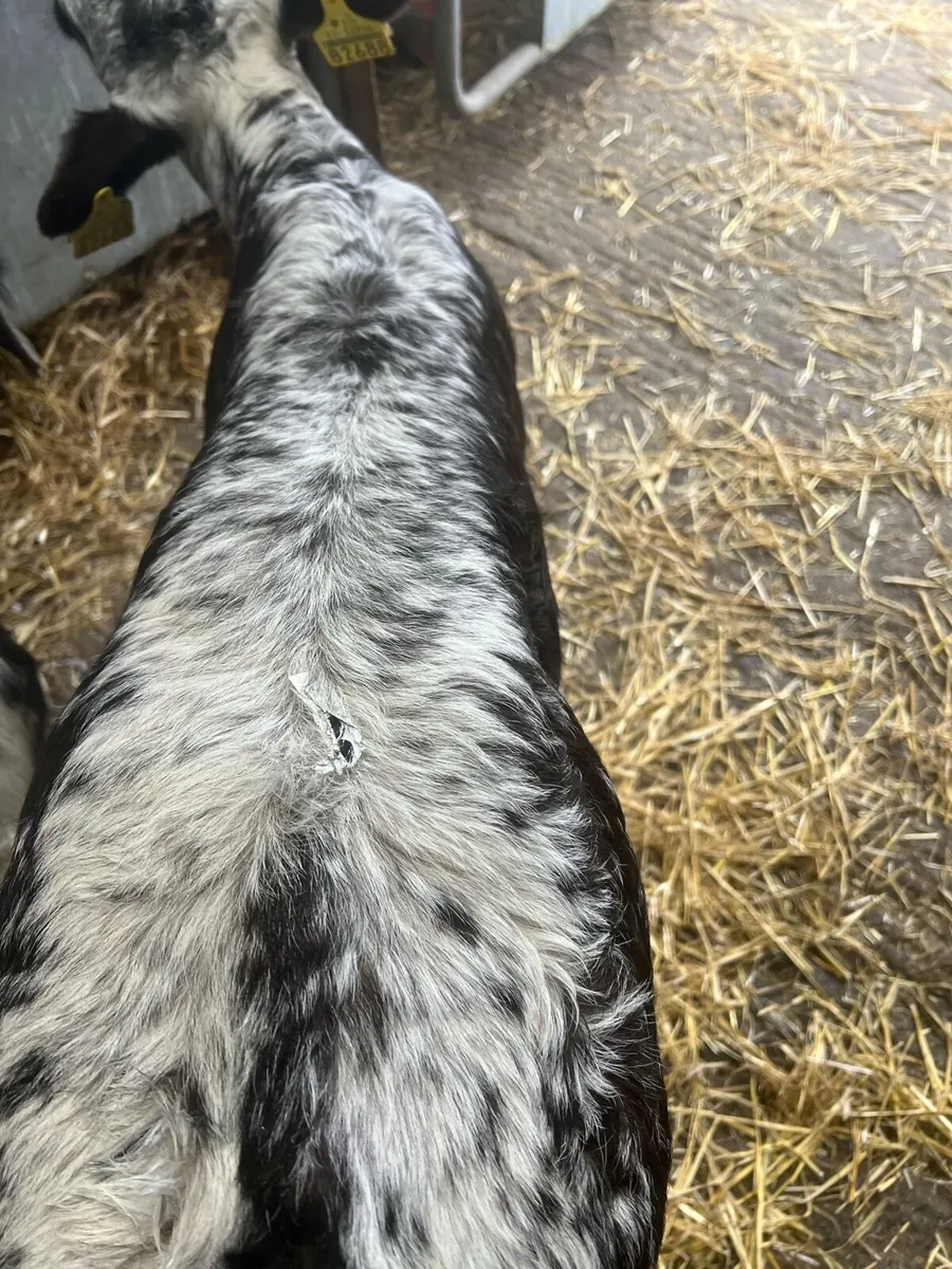 Spekal park heifer calf for sale - Image 4