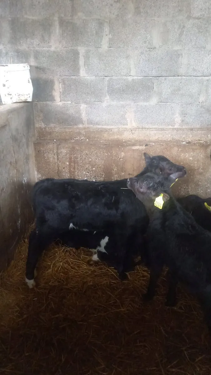 Angus calfs - Image 1