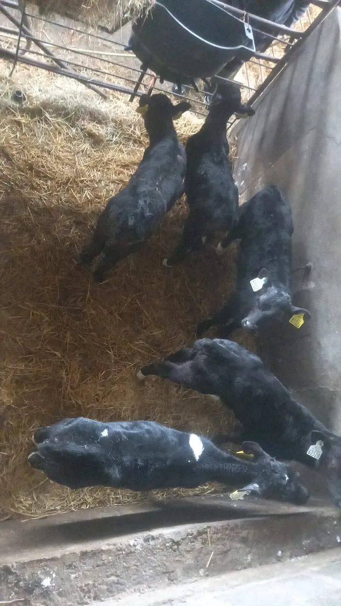 Angus calfs - Image 2