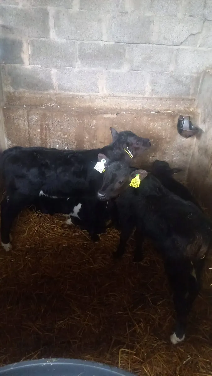 Angus calfs - Image 3