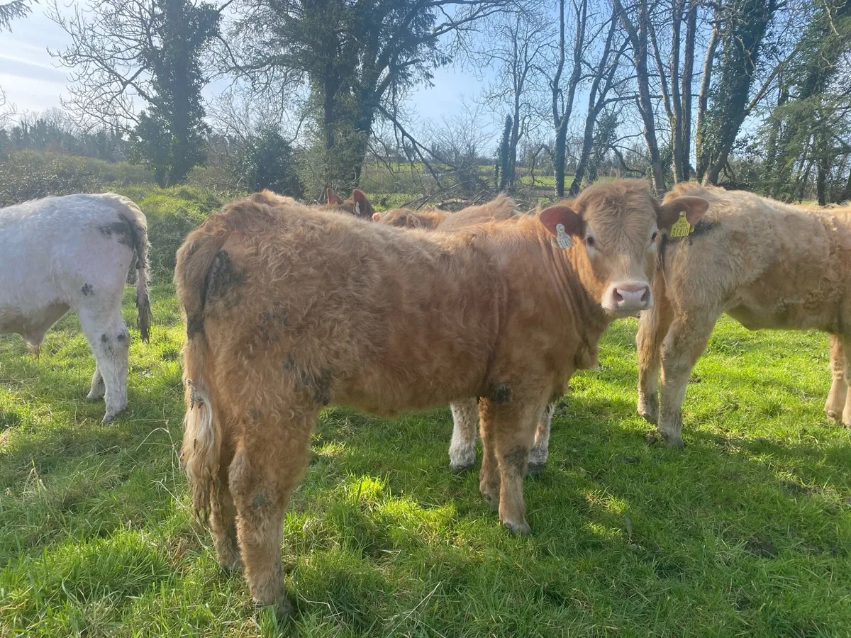 Organic yearlings Elphin Mart Monday evening 5pm . - Image 2