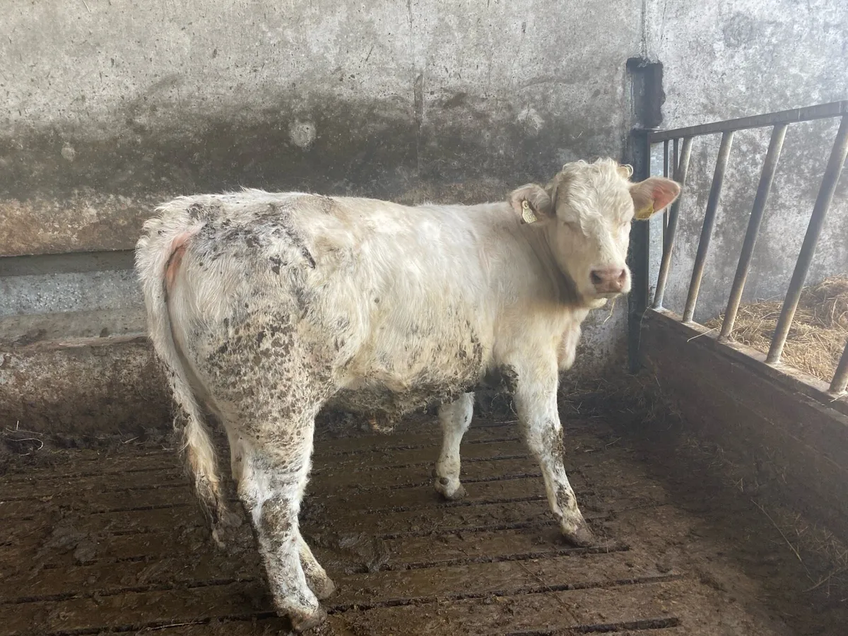 Organic yearlings Elphin Mart Monday evening 5pm . - Image 4