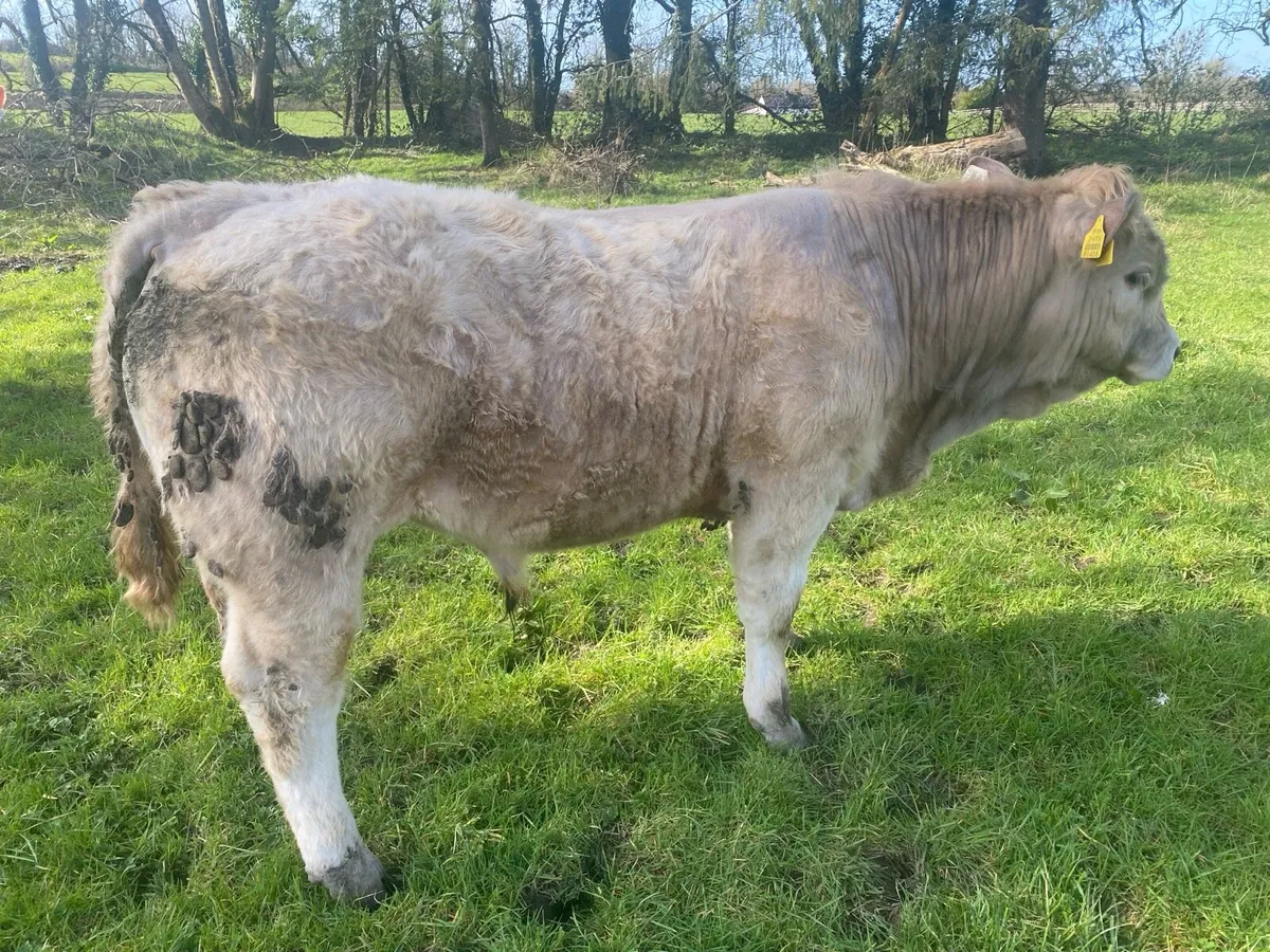 Organic yearlings Elphin Mart Monday evening 5pm . - Image 1