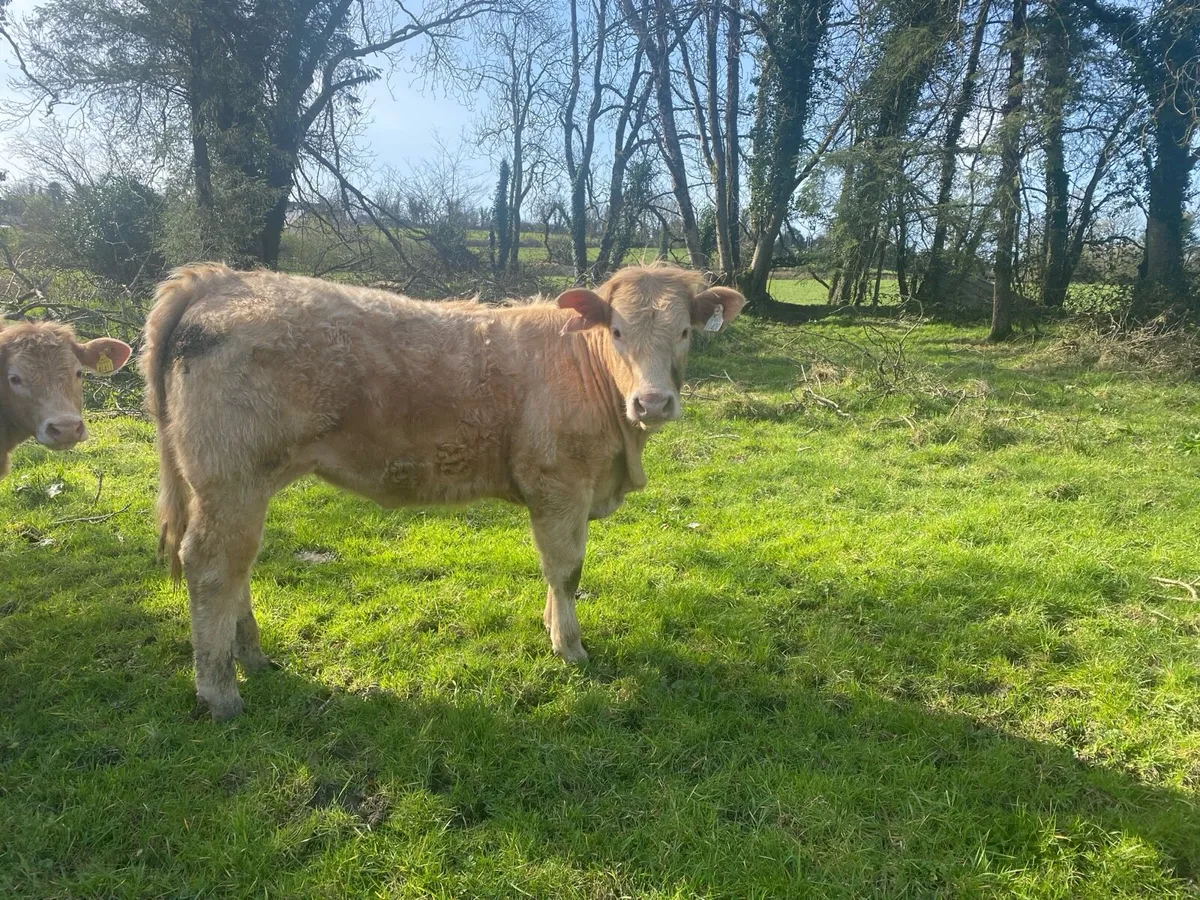 Organic yearlings Elphin Mart Monday evening 5pm . - Image 3