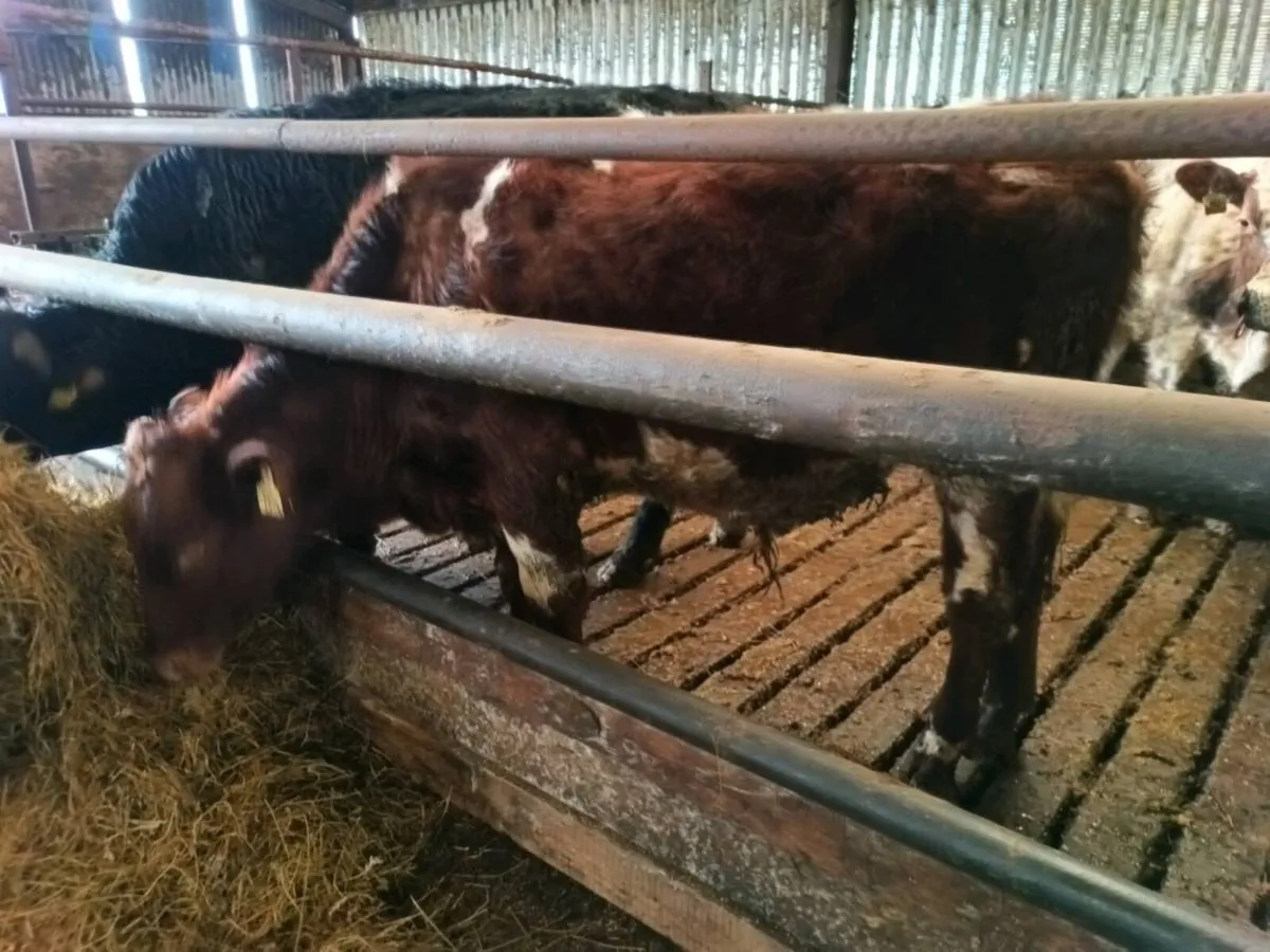 Organic dairy shorthorn bull - Image 1