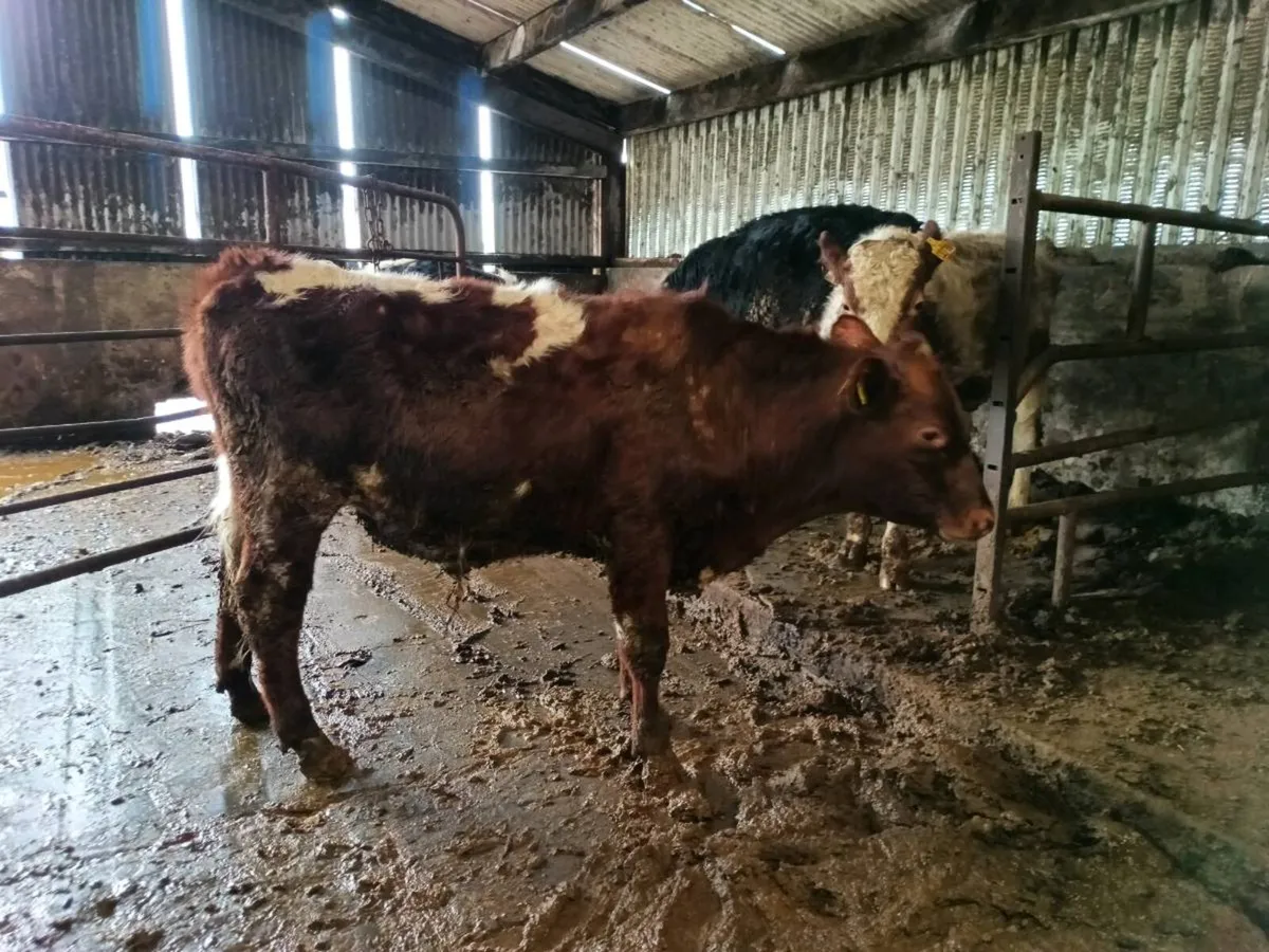 Organic dairy shorthorn bull - Image 2