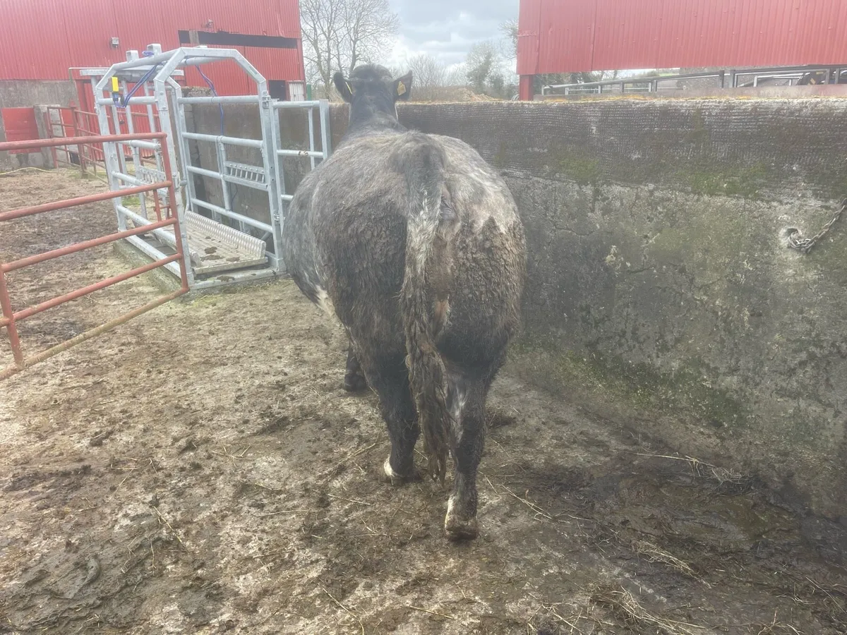 2 springing cows - Image 2