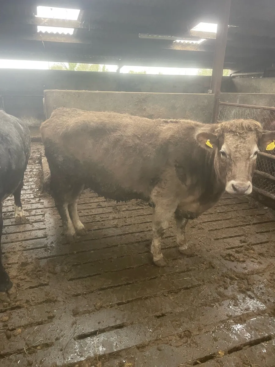 2 springing cows - Image 3