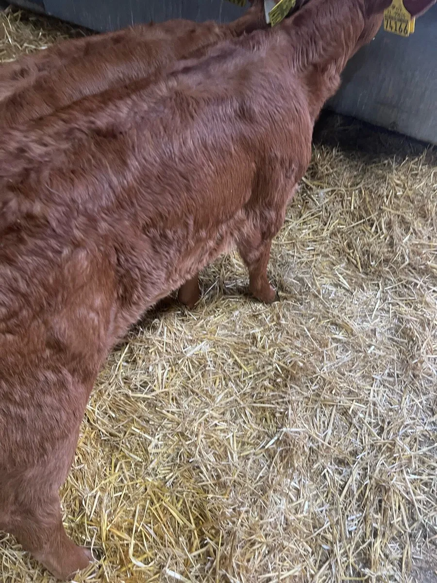 Red lim heifer calf’s for sale - Image 1