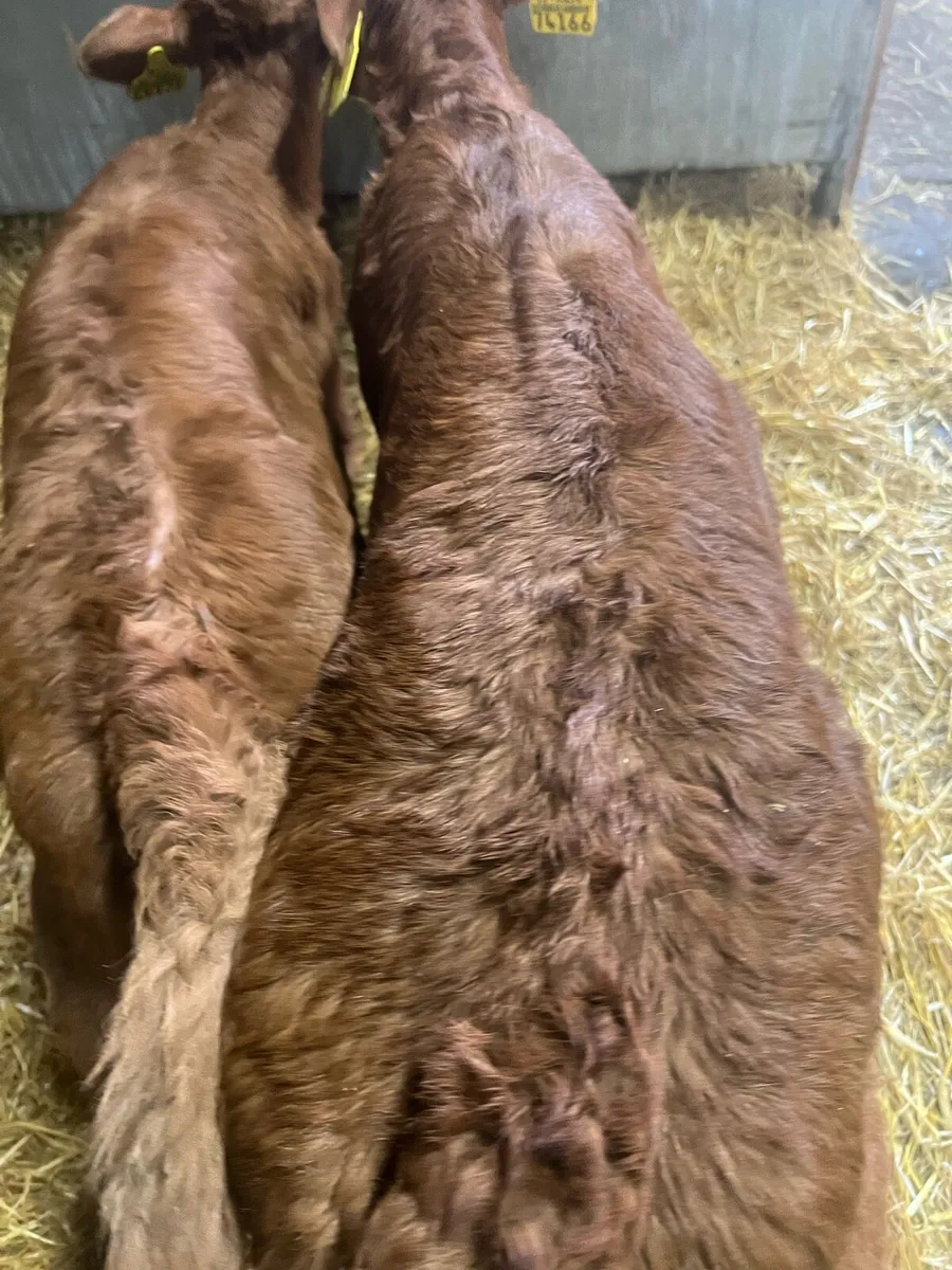 Red lim heifer calf’s for sale - Image 2
