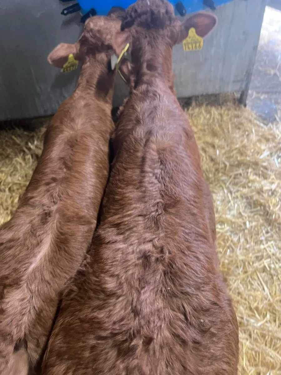Red lim heifer calf’s for sale - Image 3