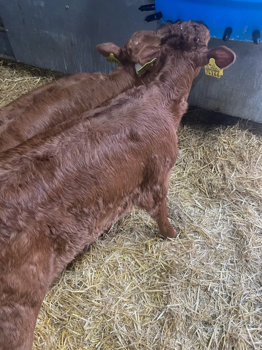 Red lim heifer calf’s for sale - Image 4