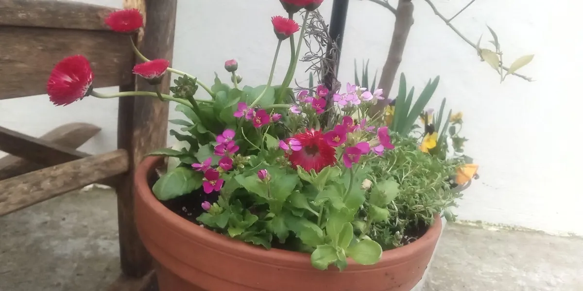 Assortment of Flowers & Gifts at Cauley's Garden - Image 4