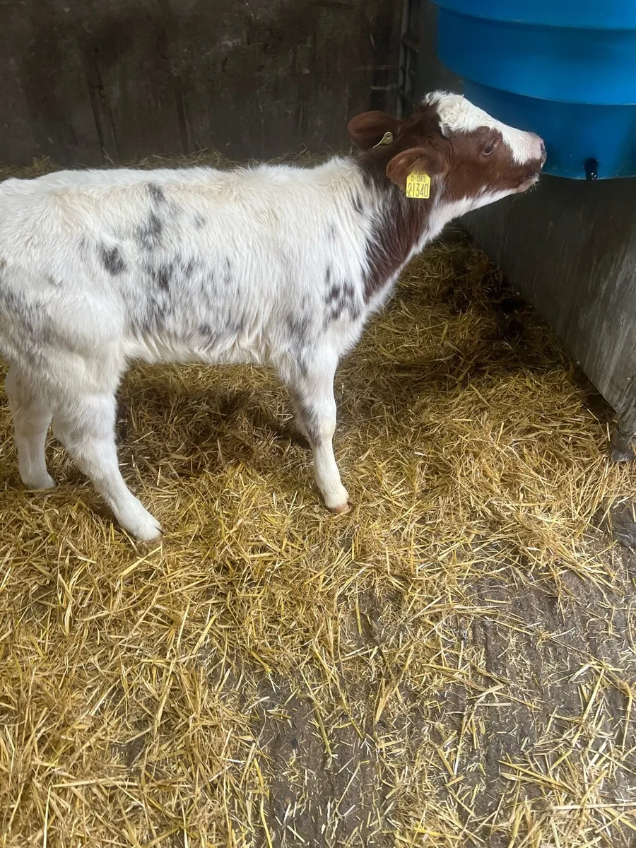 Red roan heifer calf for sale - Image 1
