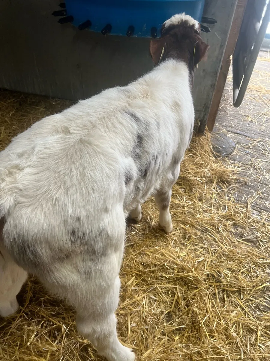 Red roan heifer calf for sale - Image 3