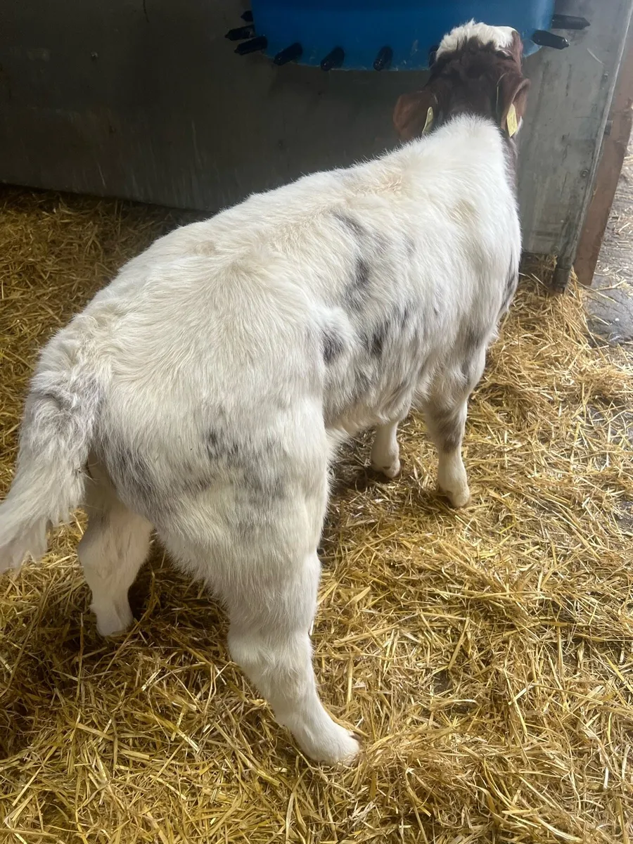 Red roan heifer calf for sale - Image 4