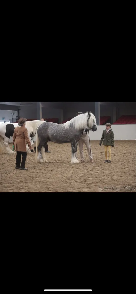 14h dappled gray gelding - Image 4