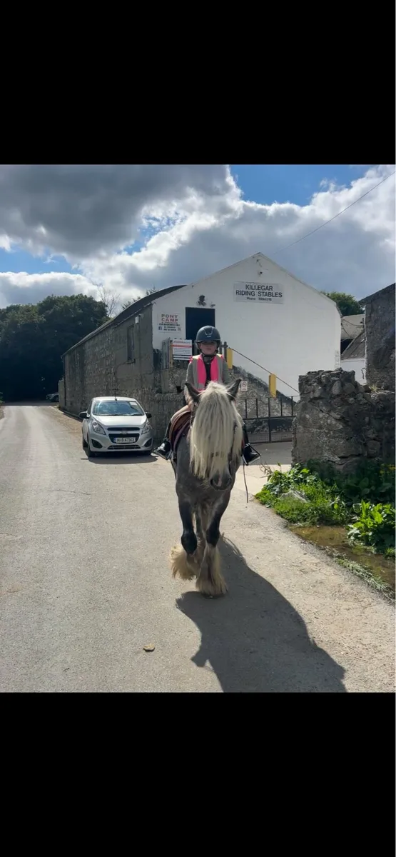 14h dappled gray gelding - Image 3
