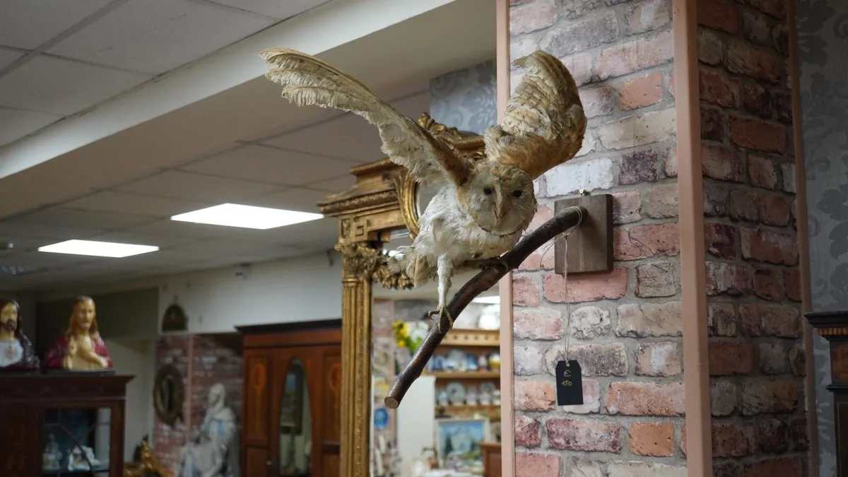 Taxidermy Owl Wall Mount - Image 1