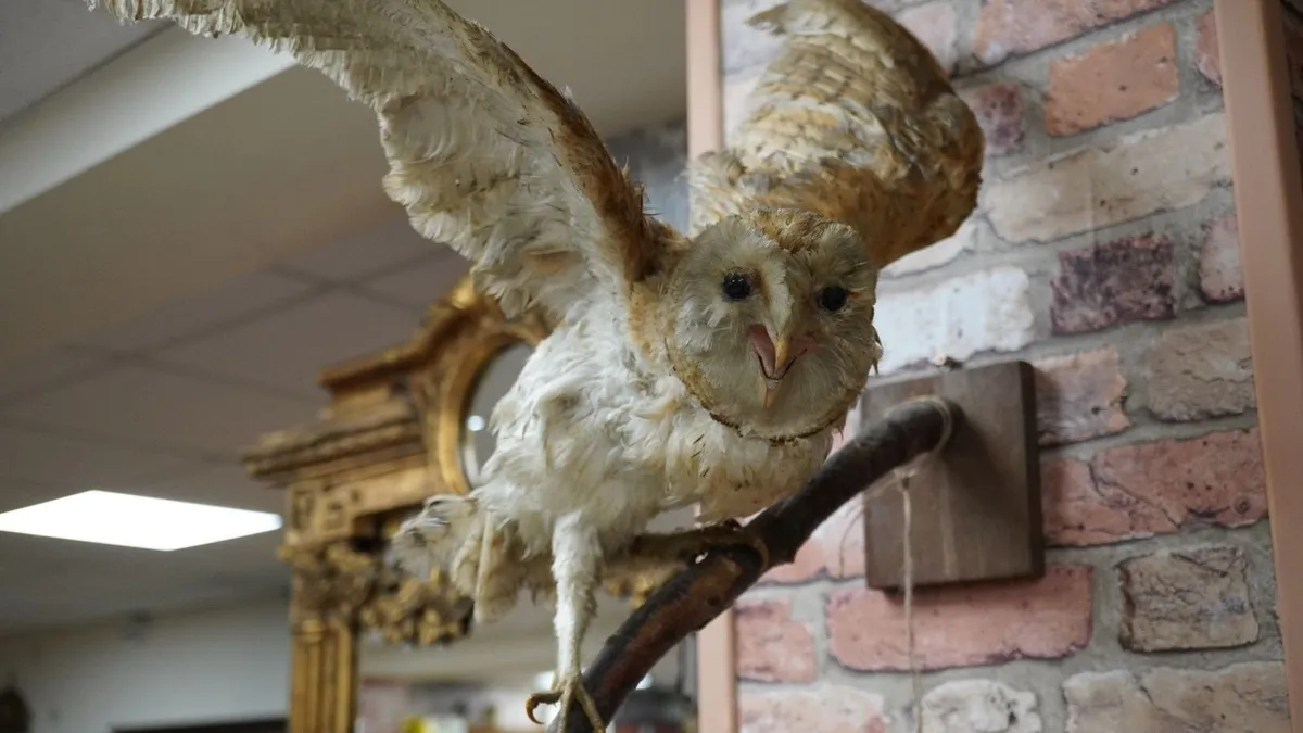 Taxidermy Owl Wall Mount - Image 2