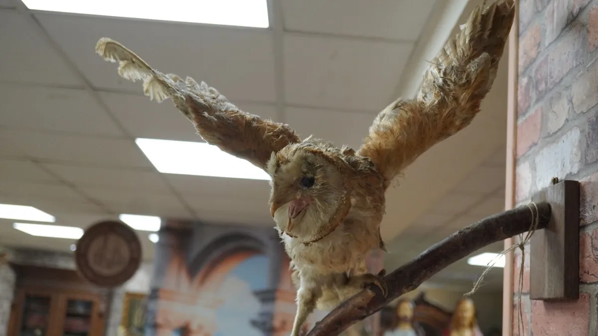 Taxidermy Owl Wall Mount - Image 3