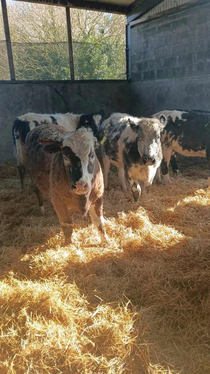 34 Yearling Heifers Hereford Angus Blues Simmental - Image 1
