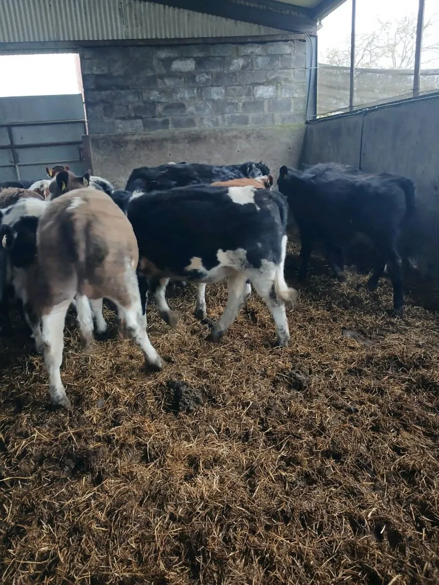 34 Yearling Heifers Hereford Angus Blues Simmental - Image 2