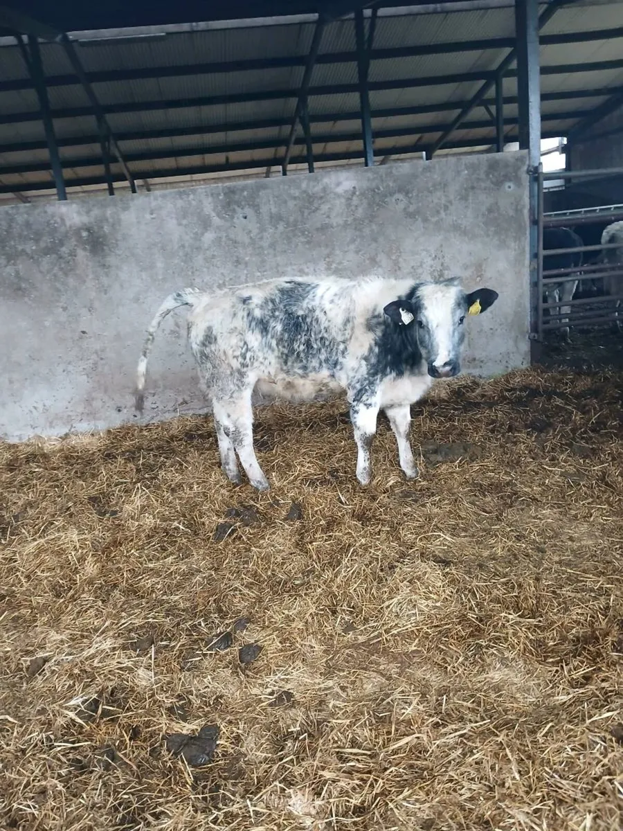 34 Yearling Heifers Hereford Angus Blues Simmental - Image 3