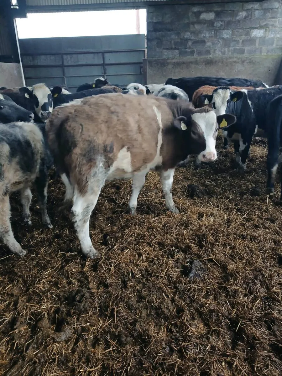 34 Yearling Heifers Hereford Angus Blues Simmental - Image 4