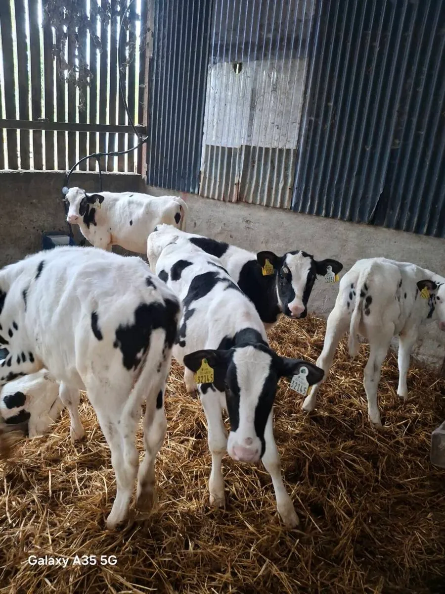 7 Pedigree Holstein Friesian heifers - Image 1