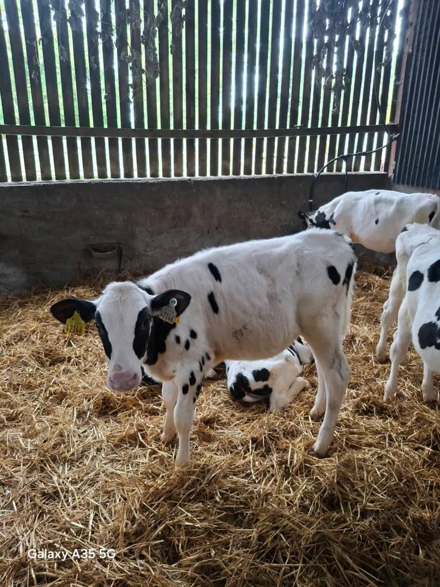 7 Pedigree Holstein Friesian heifers - Image 2