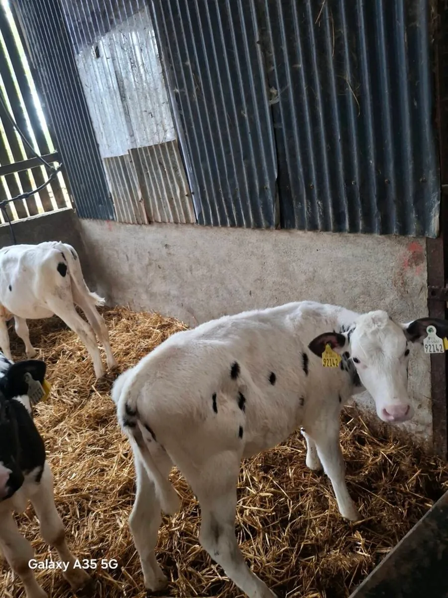 7 Pedigree Holstein Friesian heifers - Image 3