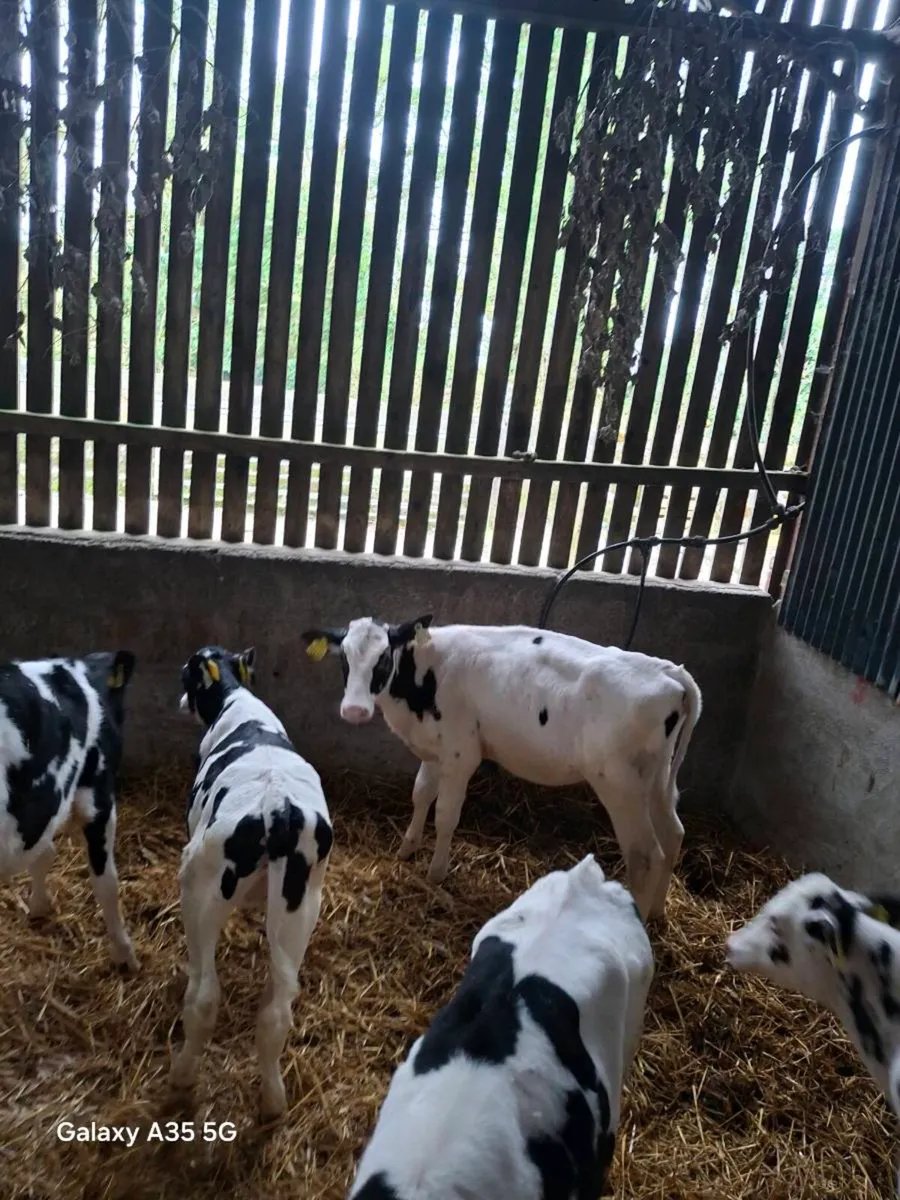 7 Pedigree Holstein Friesian heifers - Image 4