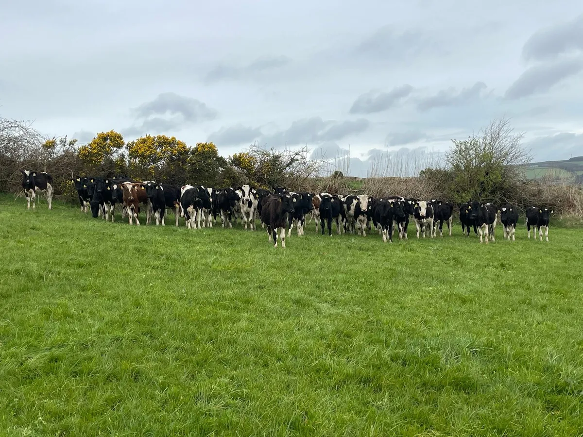 Fr heifers - Image 1