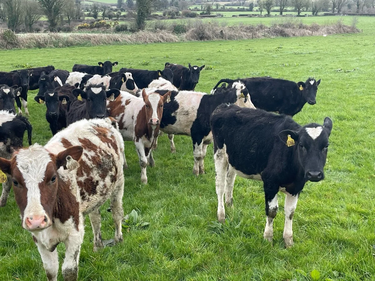 Fr heifers - Image 3