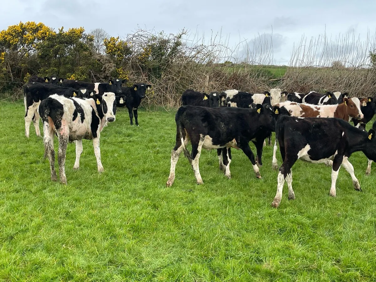 Fr heifers - Image 4