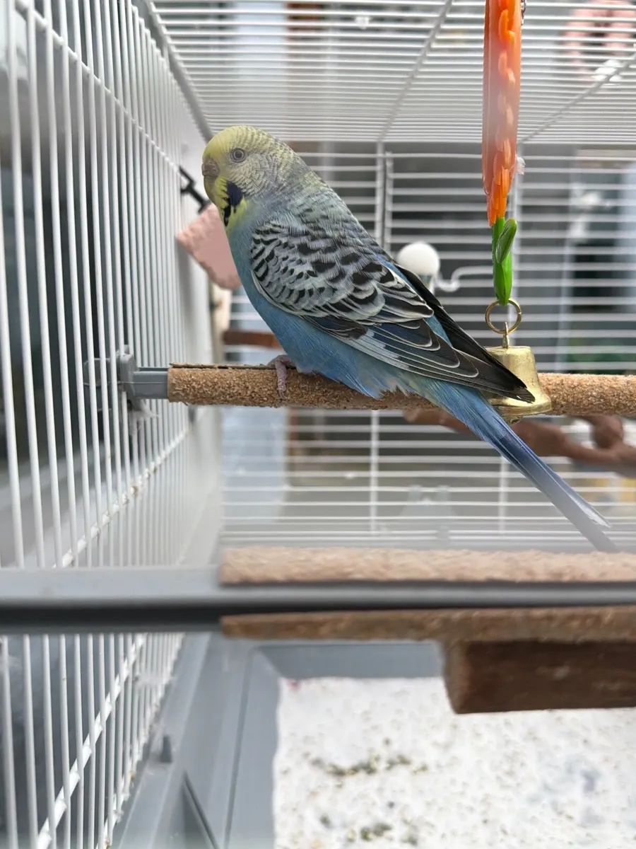 Budgies and cage - Image 3
