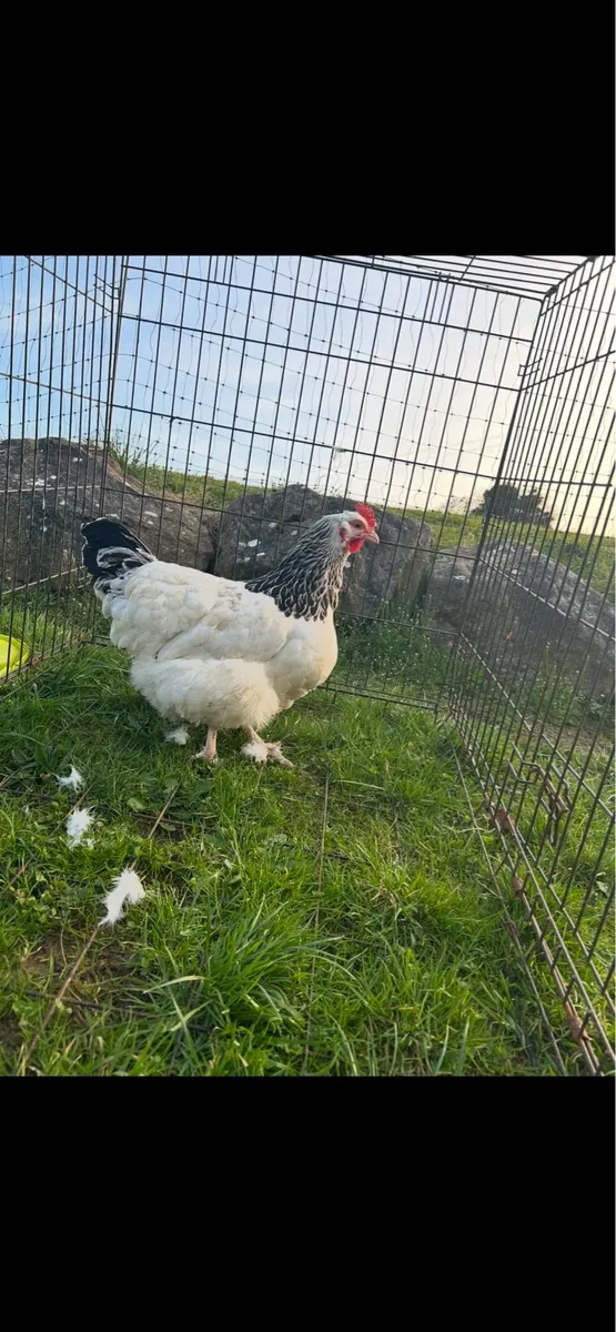light sussex and brahma pullets - Image 1