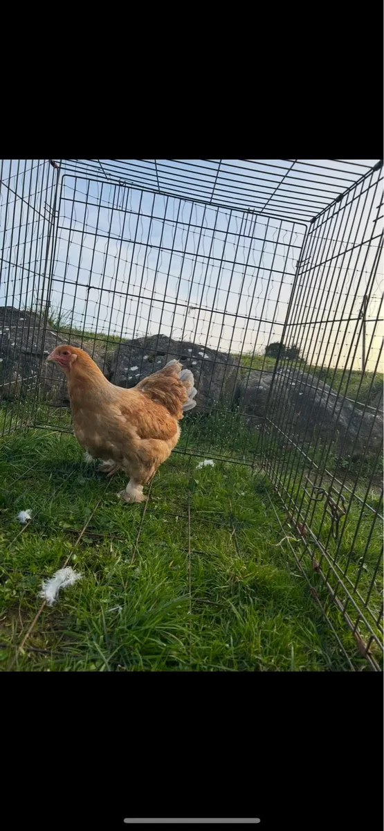 light sussex and brahma pullets - Image 2