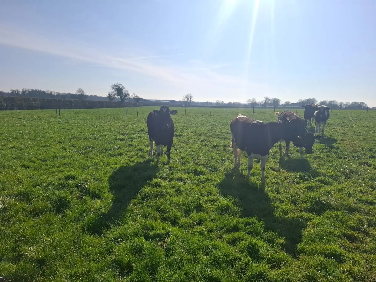 maiden heifers - Image 2