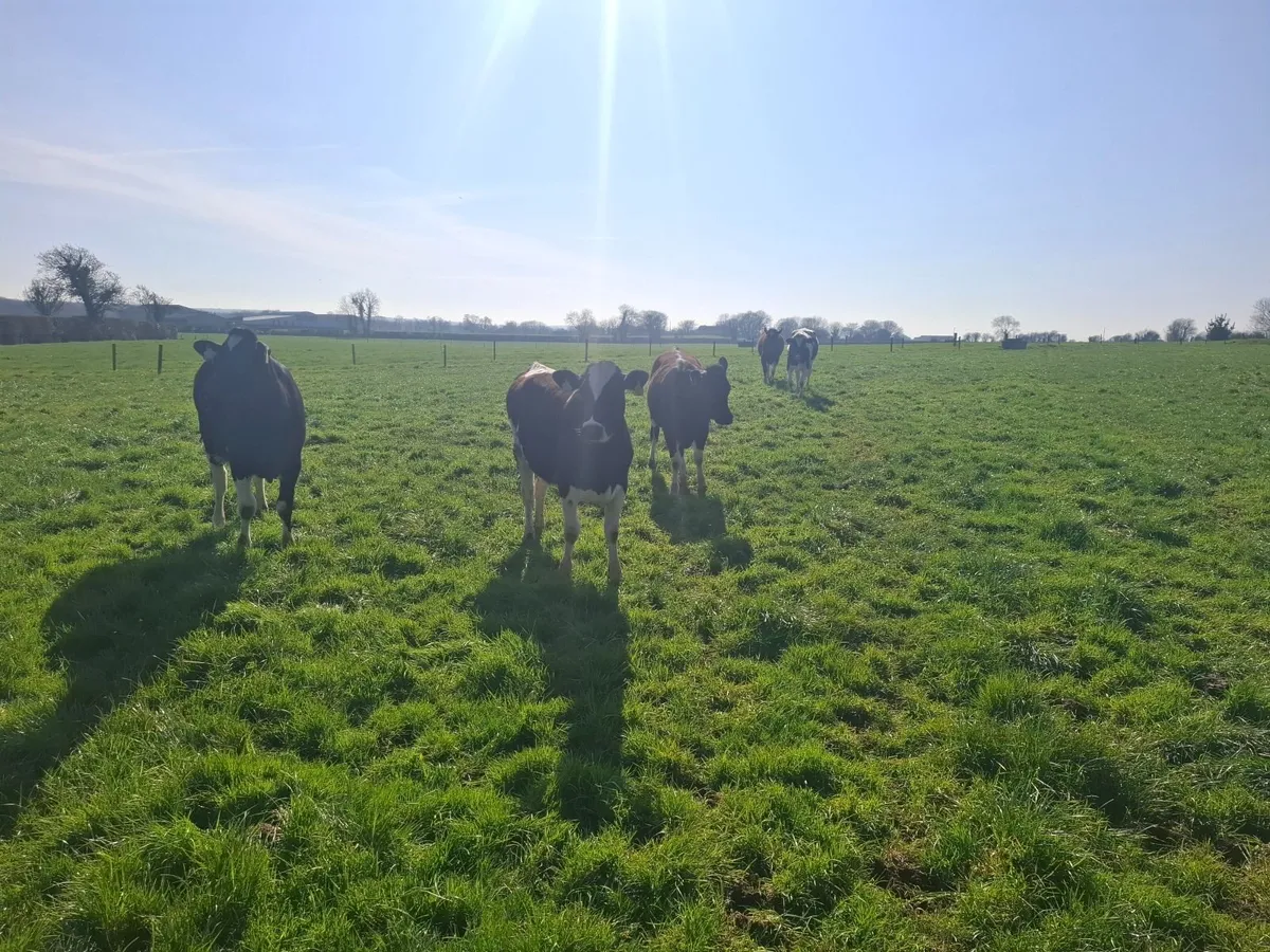 maiden heifers - Image 3