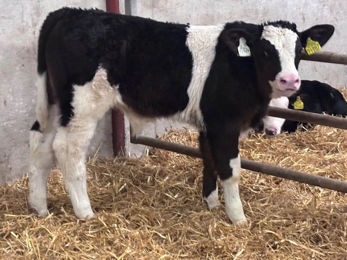 Smashing simmental bull calf for sale - Image 1