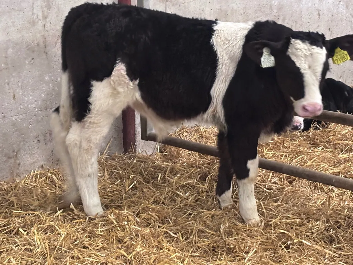 Smashing simmental bull calf for sale - Image 2